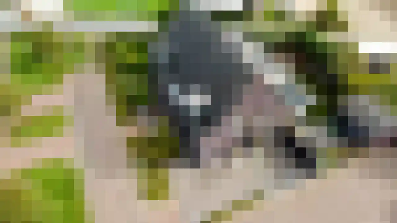 Wagenwielpad 9 Oss thumbnail 41