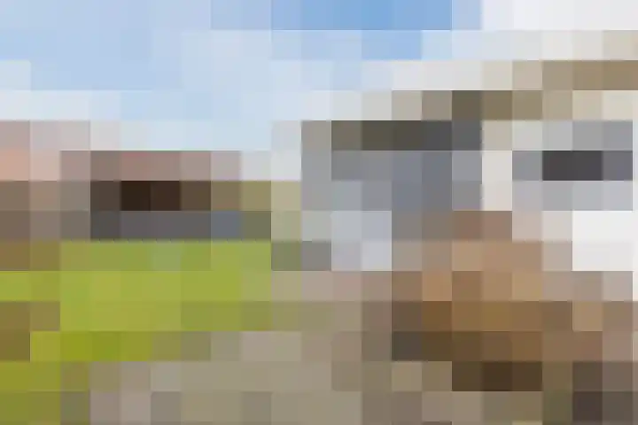 Wagnerstraat 3 Halsteren thumbnail 45