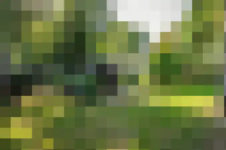 Waije 12 Neer thumbnail 40