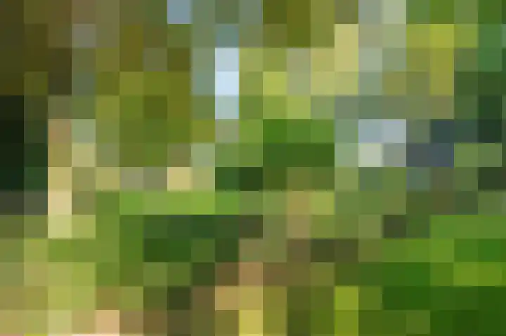 Waije 12 Neer thumbnail 48