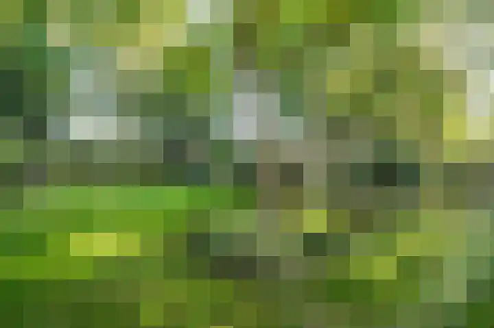 Waije 12 Neer thumbnail 49