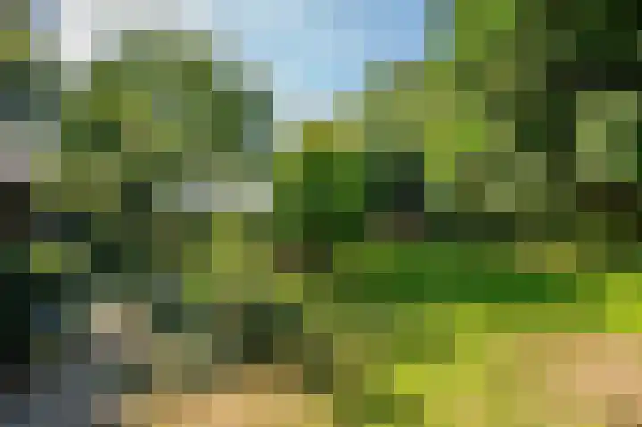 Waije 12 Neer thumbnail 50