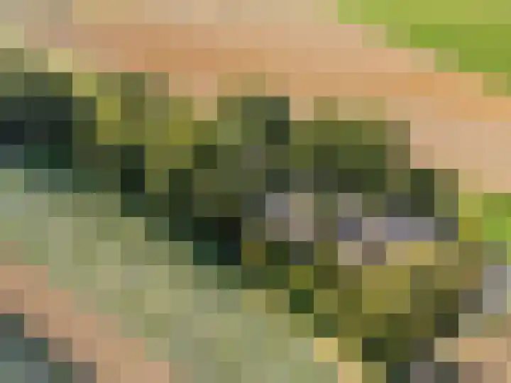 Waije 12 Neer thumbnail 62