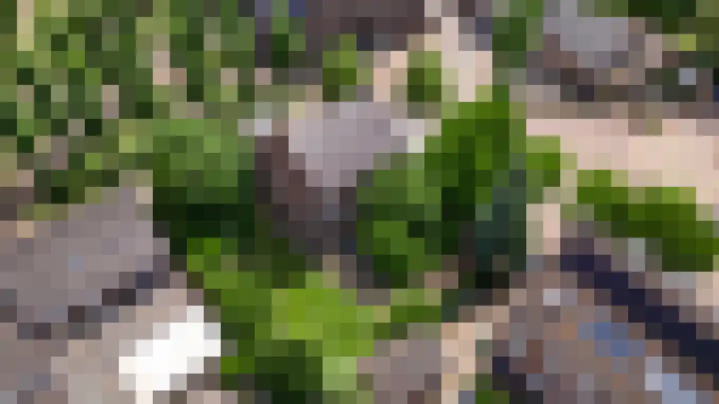 Wal 1 Horn thumbnail 34