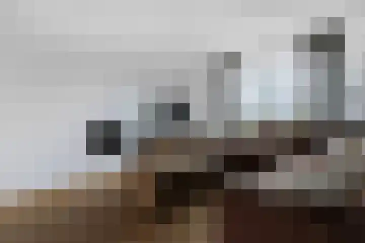 Walburg 36 Maastricht thumbnail 8