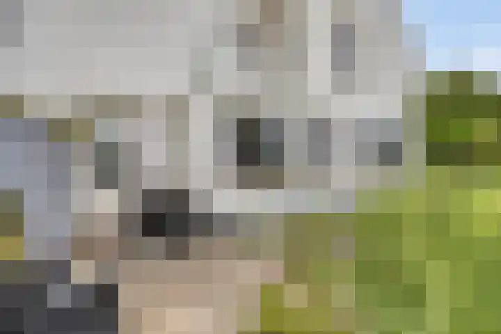 Walem 35 Walem thumbnail 30