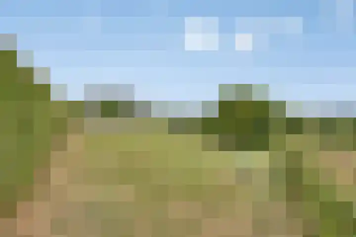 Walem 35 Walem thumbnail 39