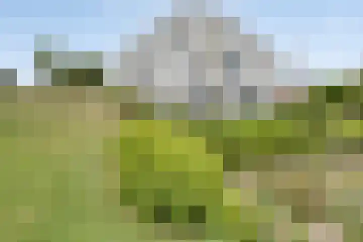 Walem 35 Walem thumbnail 42