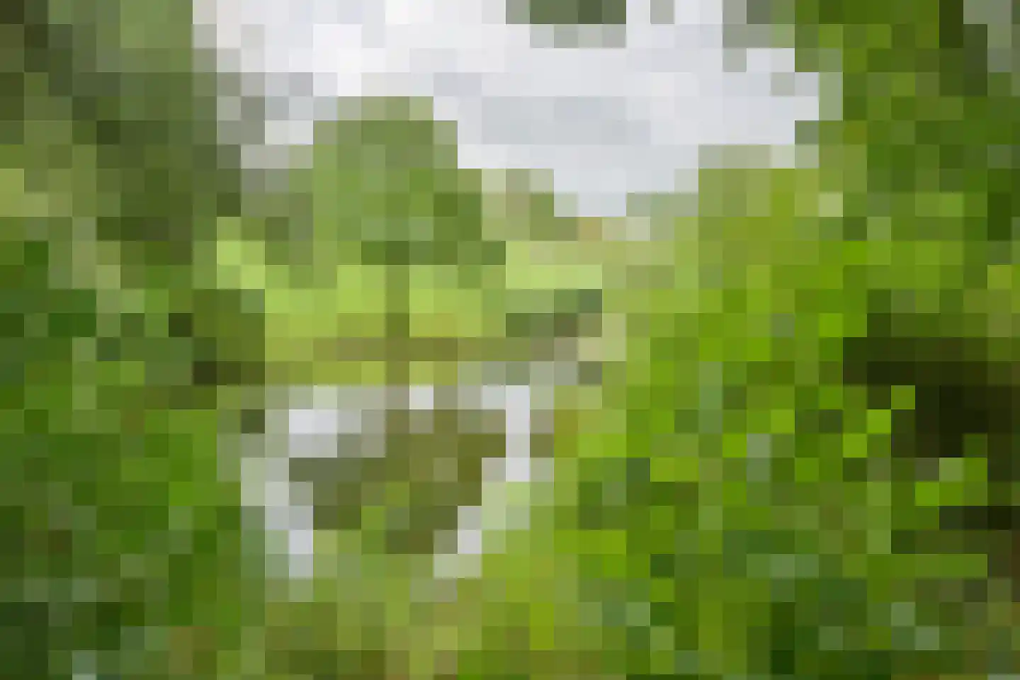 Walem 4 Walem thumbnail 4