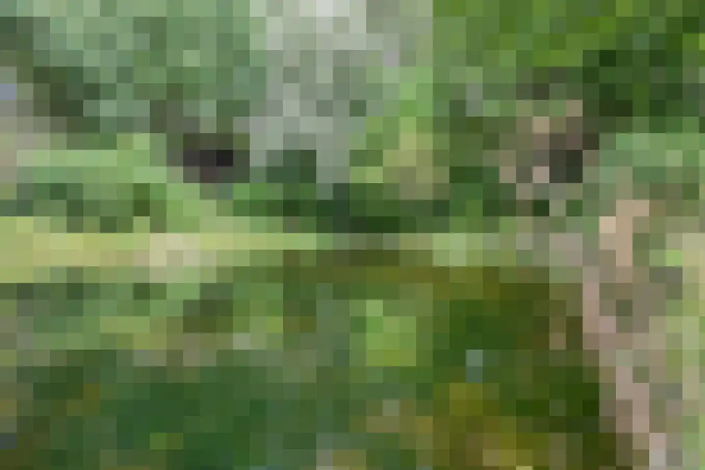 Walem 4 Walem thumbnail 47