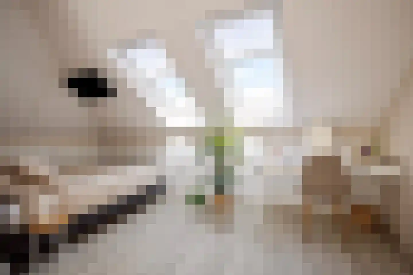 Walenkamp 10 Zevenaar thumbnail 32