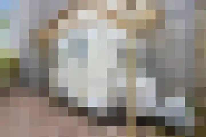 Waleweinlaan 98 Geldrop thumbnail 28