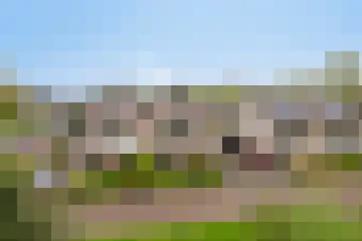 Walkampen 11 Vries thumbnail 44