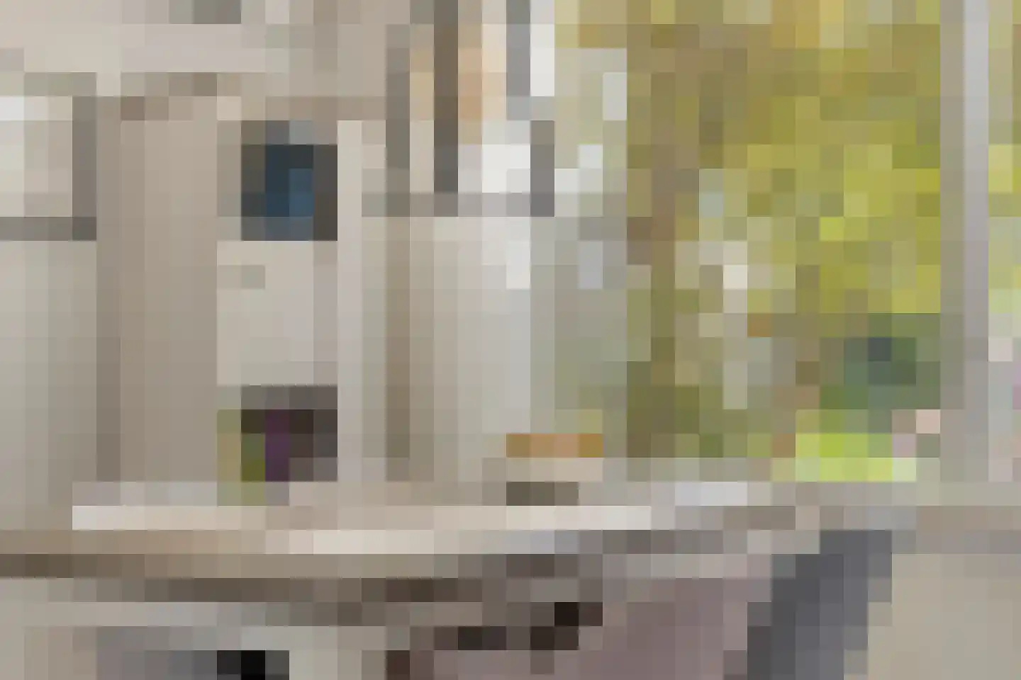 Wallensgaard 27 Maastricht thumbnail 8