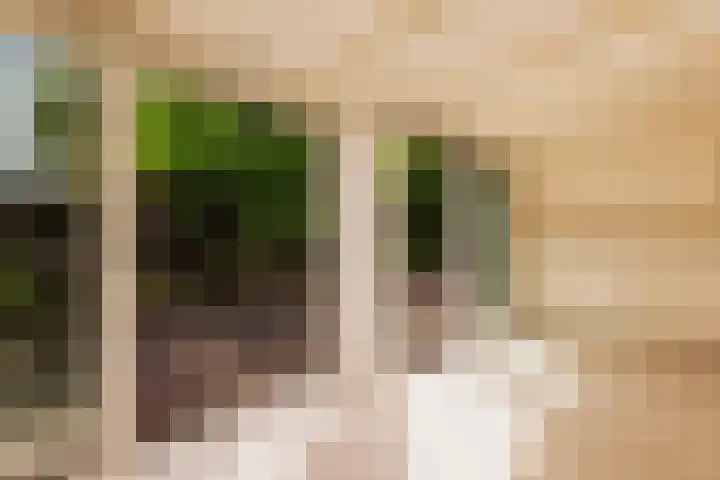 Wallestein 60 Amsterdam thumbnail 17