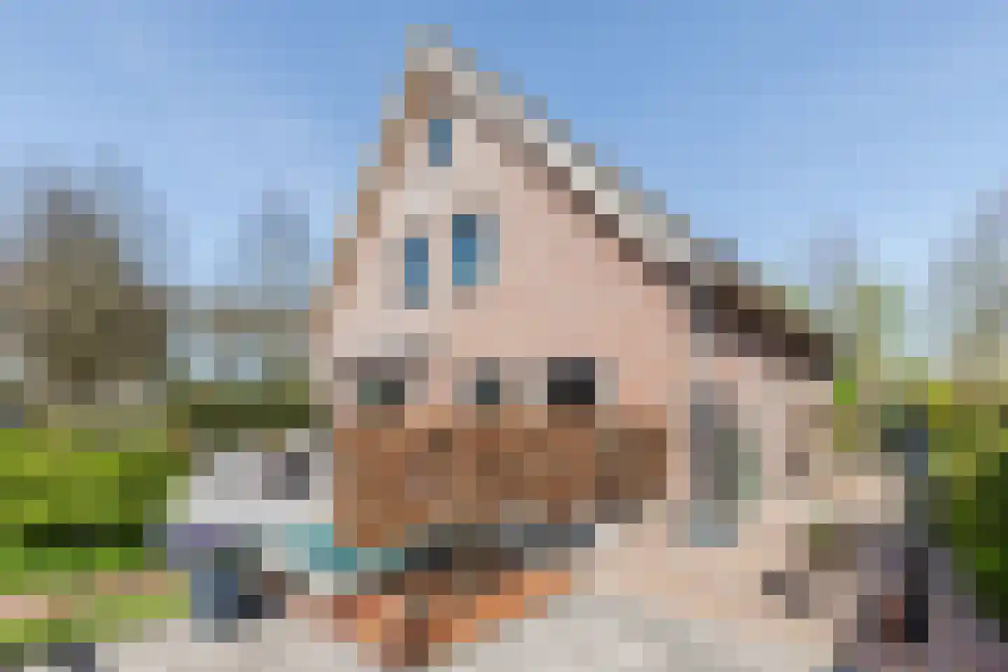 Walnoot 2 Halsteren thumbnail 59
