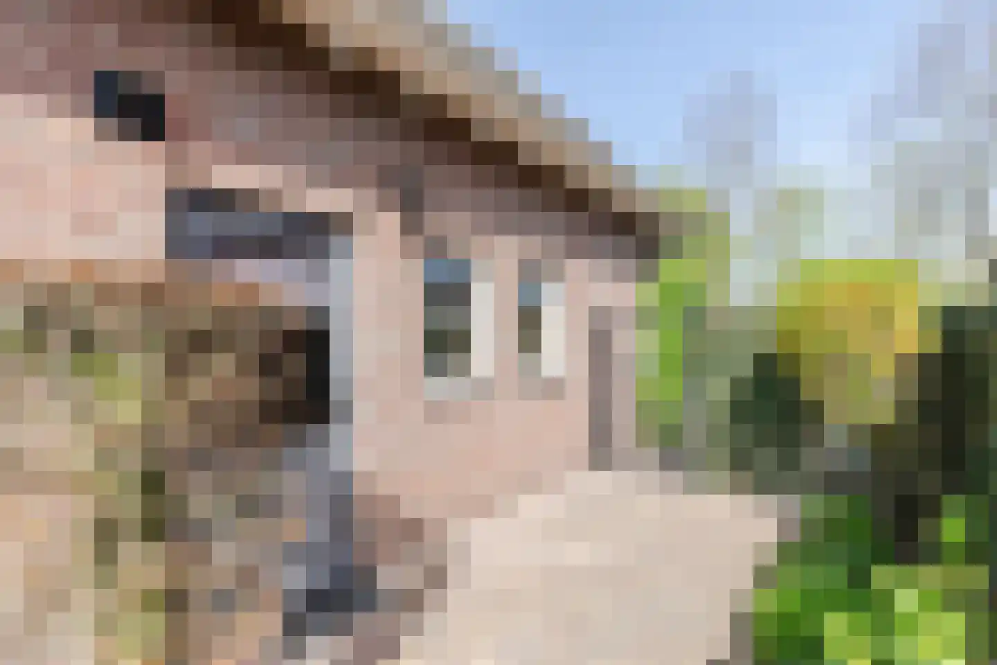 Walnoot 2 Halsteren thumbnail 61