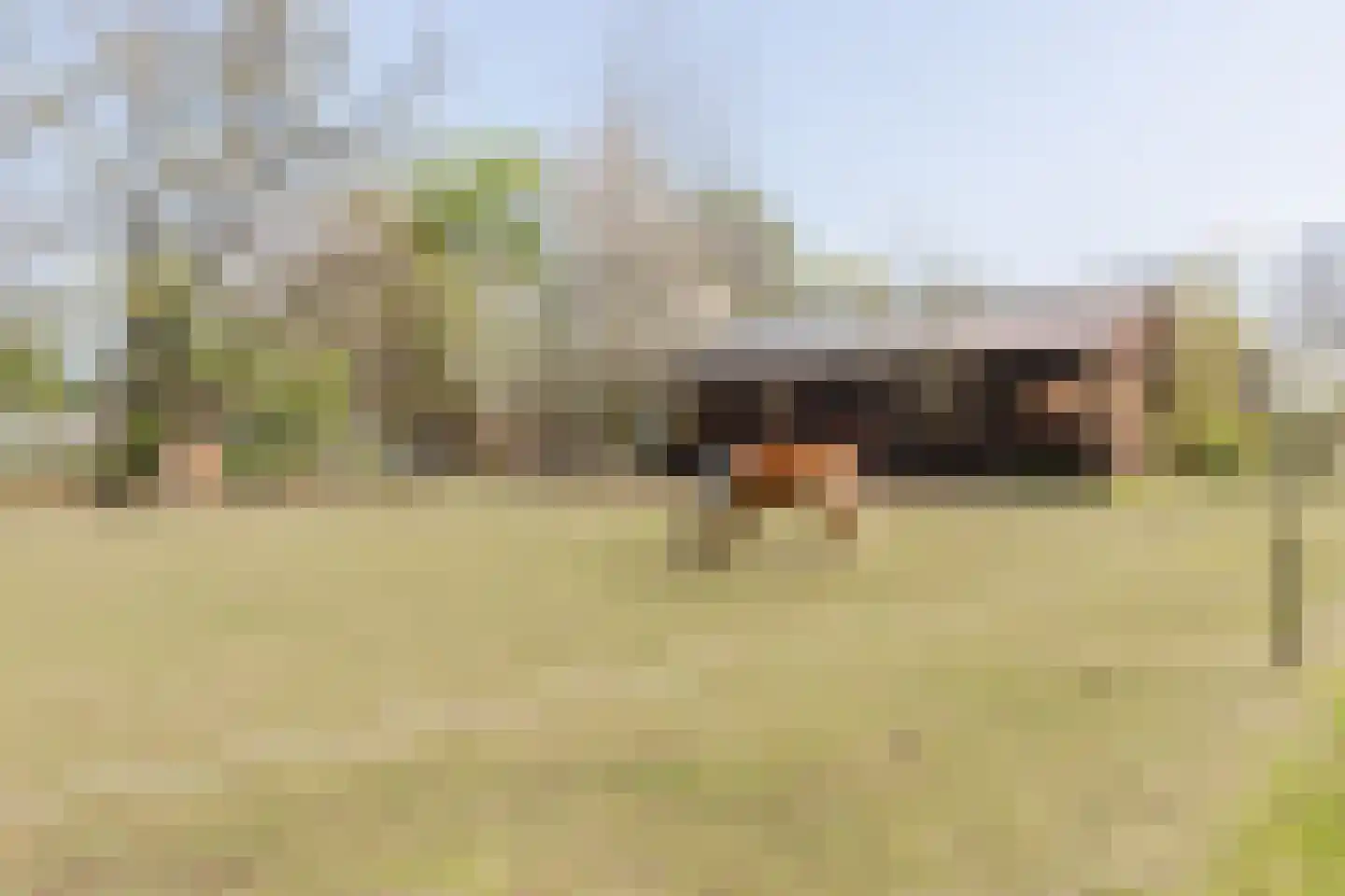 Walnoot 2 Halsteren thumbnail 69