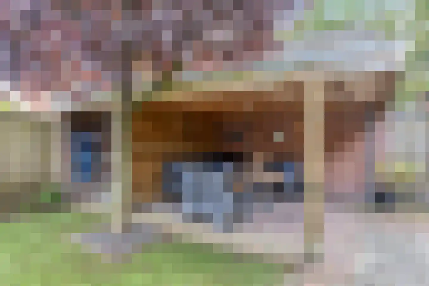 Walnoot 4 Langenboom thumbnail 43