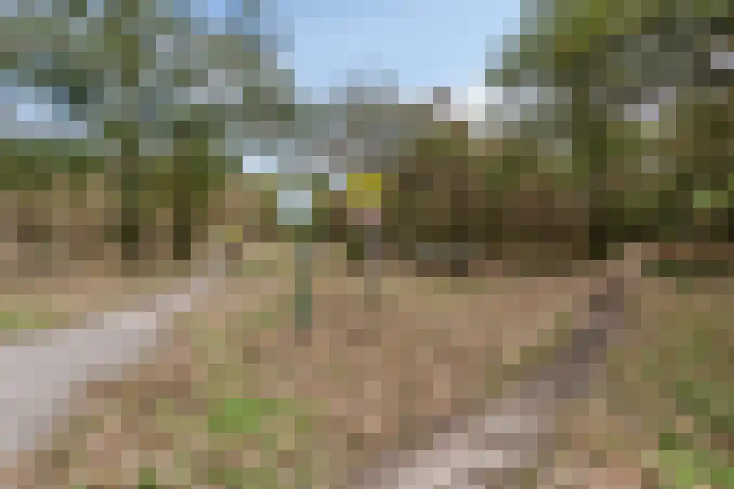Walnoot 4 Langenboom thumbnail 52