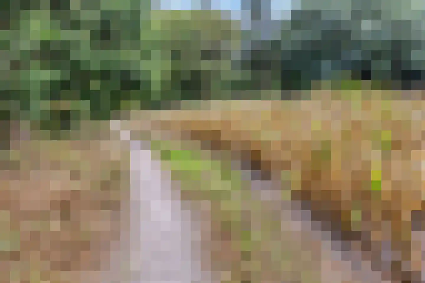 Walnoot 4 Langenboom thumbnail 53