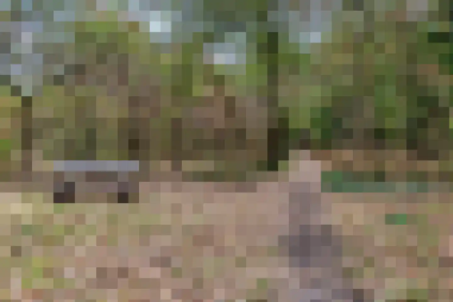 Walnoot 4 Langenboom thumbnail 54