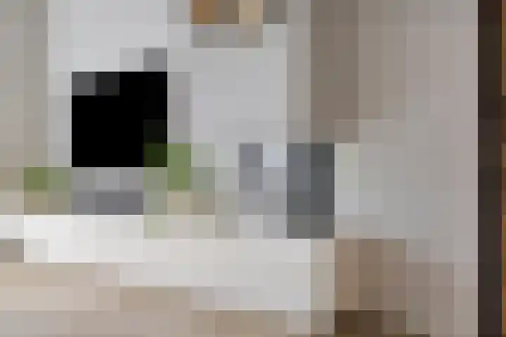 Walpen 4 Moerkapelle thumbnail 17
