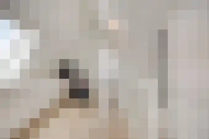 Walpen 4 Moerkapelle thumbnail 45