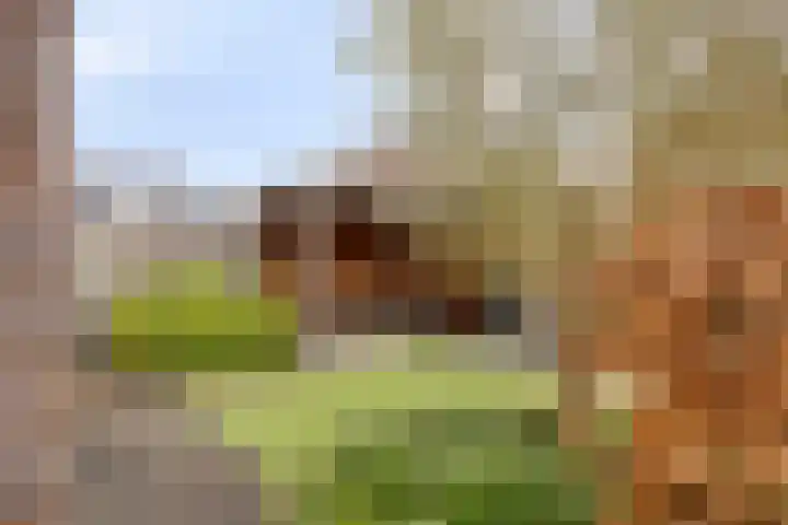 Walpen 4 Moerkapelle thumbnail 54