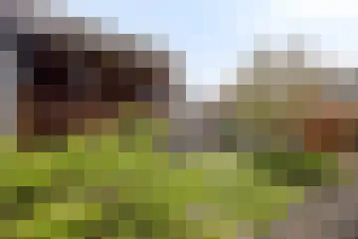 Walpen 4 Moerkapelle thumbnail 55