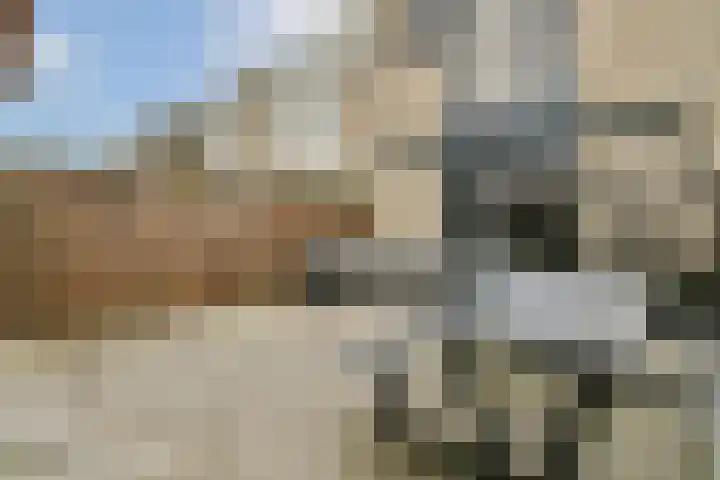Wals 33 Zaandam thumbnail 12