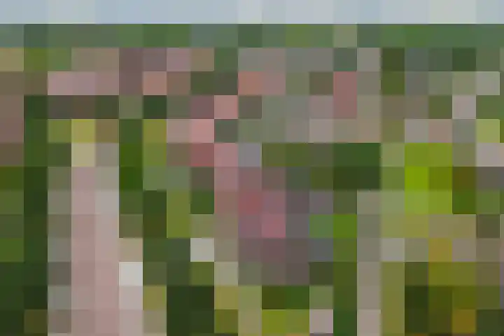 Walstein 97 Harderwijk thumbnail 73
