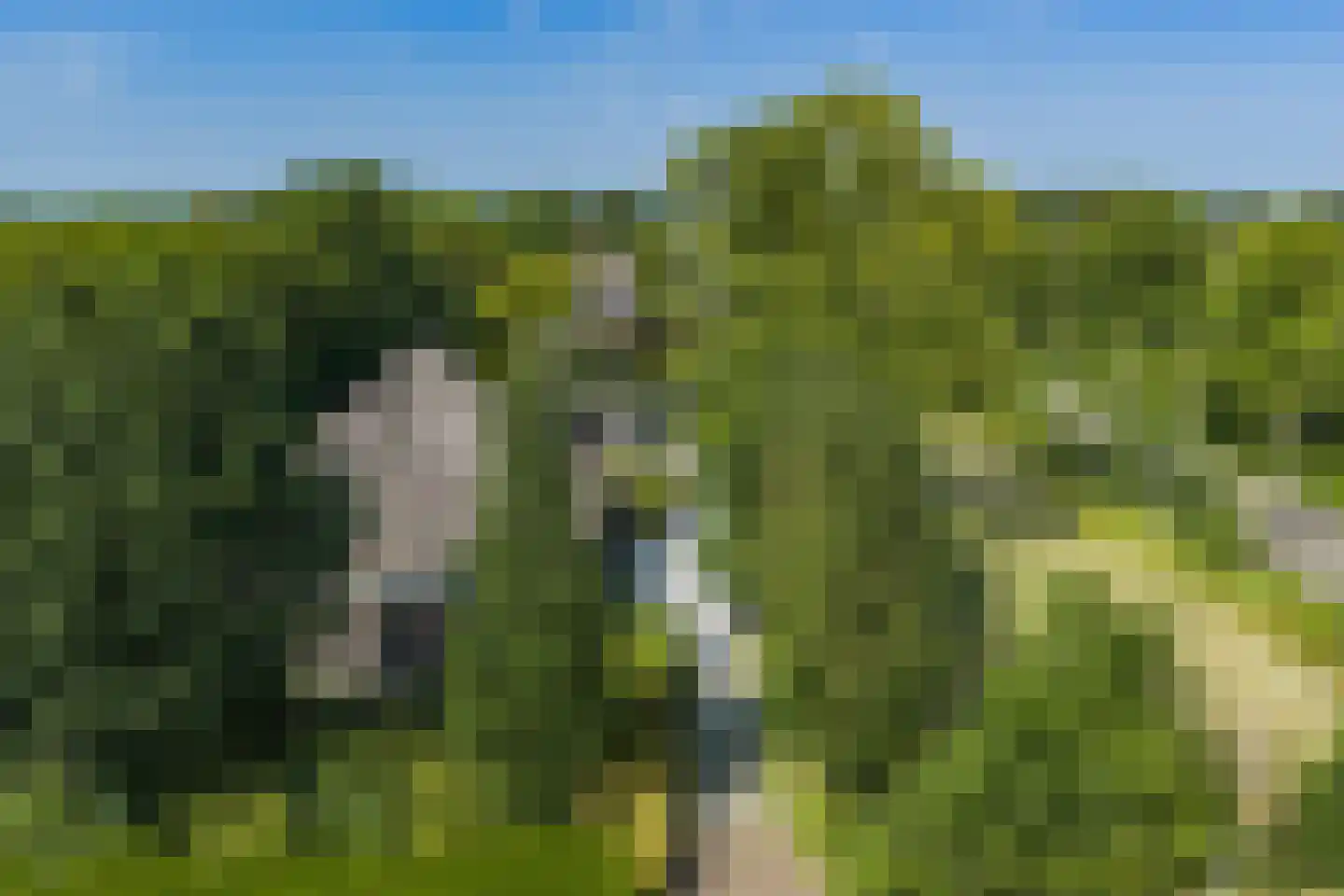 Walstro 1 Castricum thumbnail 30