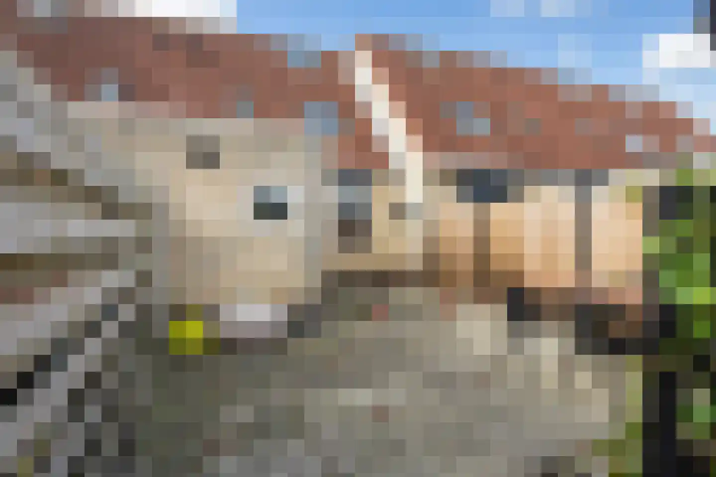 Walstro 10 Sneek thumbnail 5