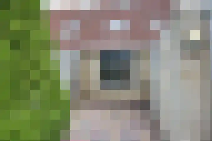 Walstro 20 Sneek thumbnail 25