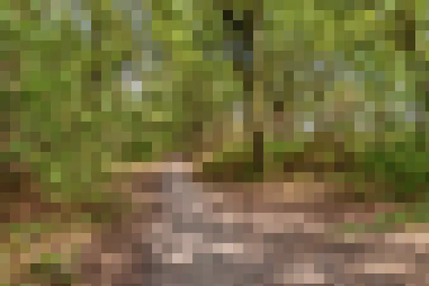 Walstro 3 Best thumbnail 73