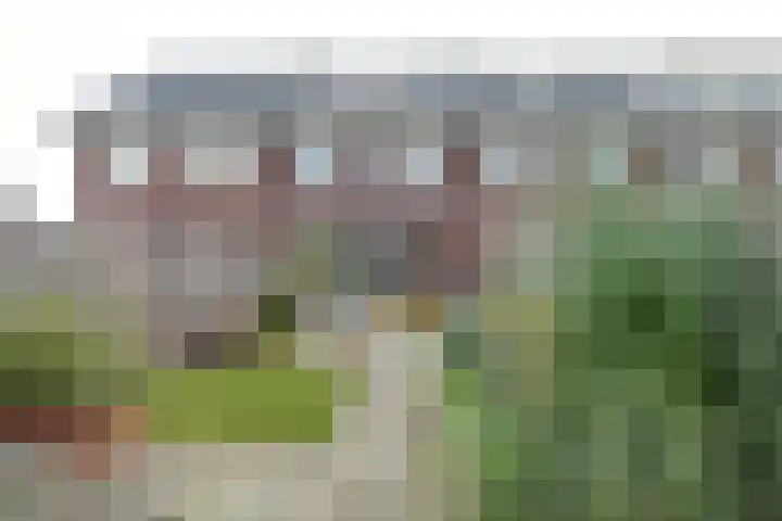 Walstro 38 Beilen thumbnail 33