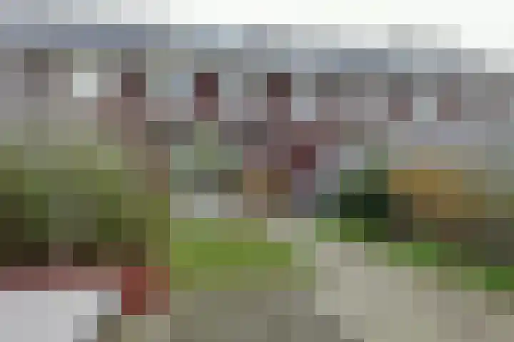 Walstro 38 Beilen thumbnail 34