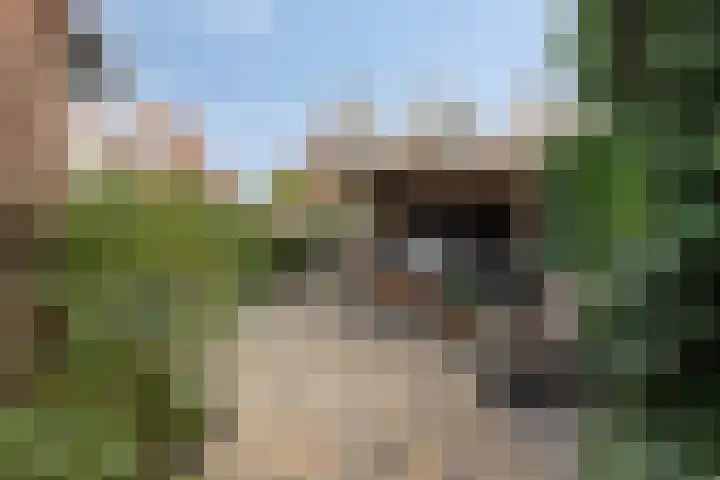 Walstro 45 Sneek thumbnail 27