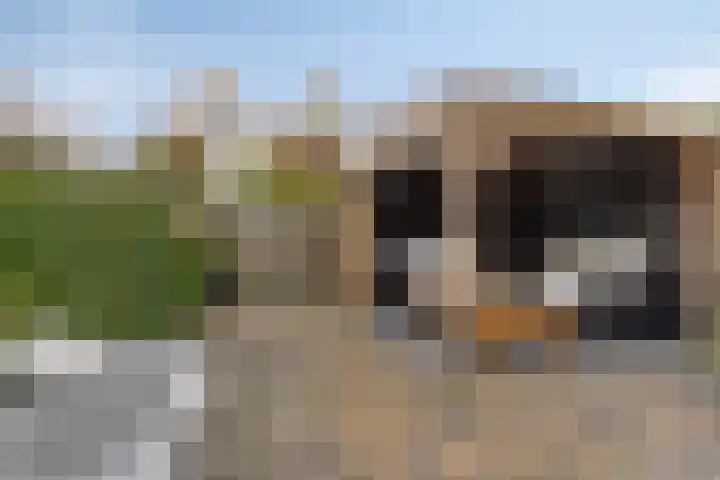 Walstro 45 Sneek thumbnail 4