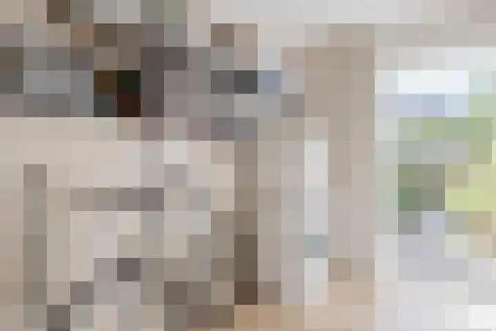 Walstro 51 Cuijk thumbnail 24