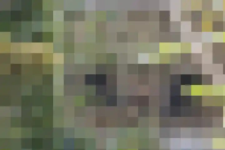 Walstro 51 Cuijk thumbnail 26