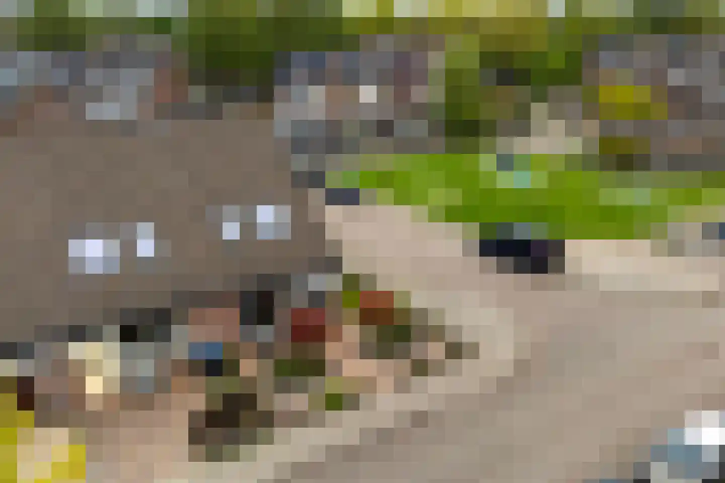 Walstro 52 Sneek thumbnail 6