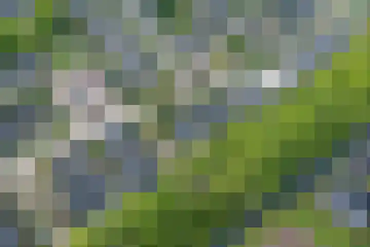 Walstro 70 Leusden thumbnail 56