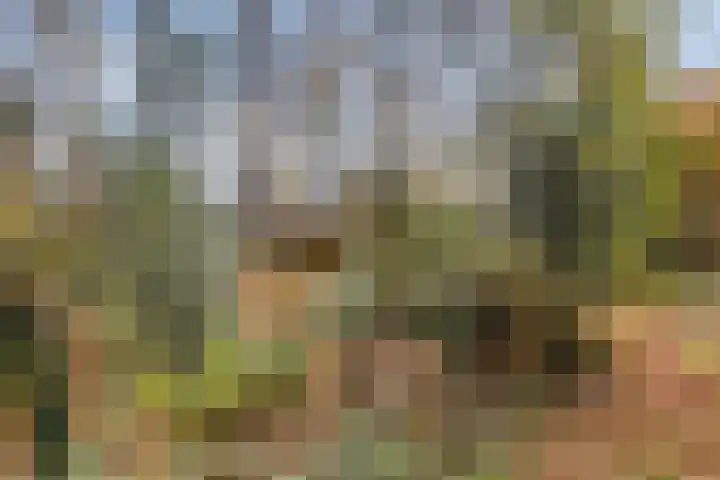 Waltersingel 20 Apeldoorn thumbnail 24