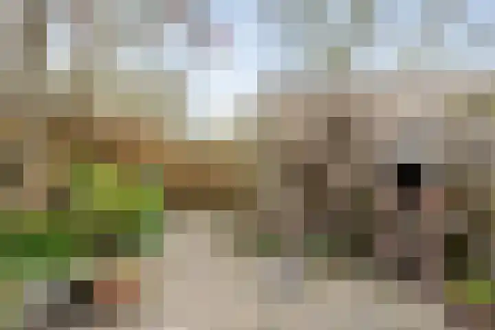 Waltmanstraat 3 Zwaanshoek thumbnail 20