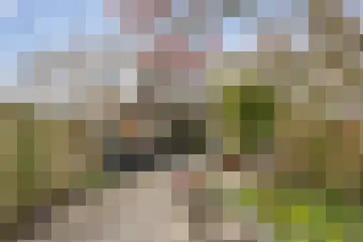 Waltmanstraat 3 Zwaanshoek thumbnail 25