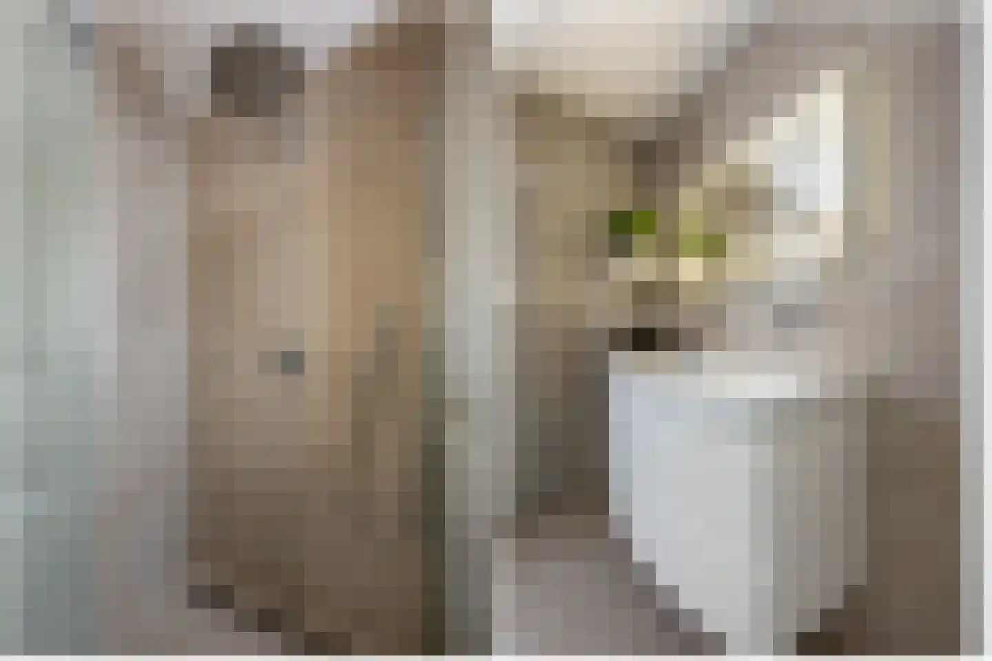 Waltmanstraat 63 Zwaanshoek thumbnail 35