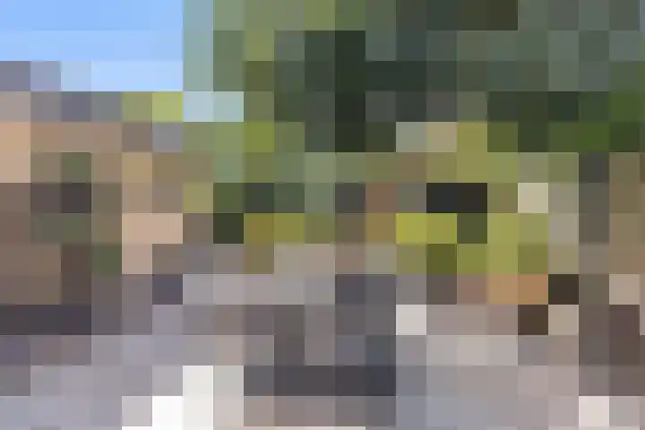 Wanne 7 Erica thumbnail 33