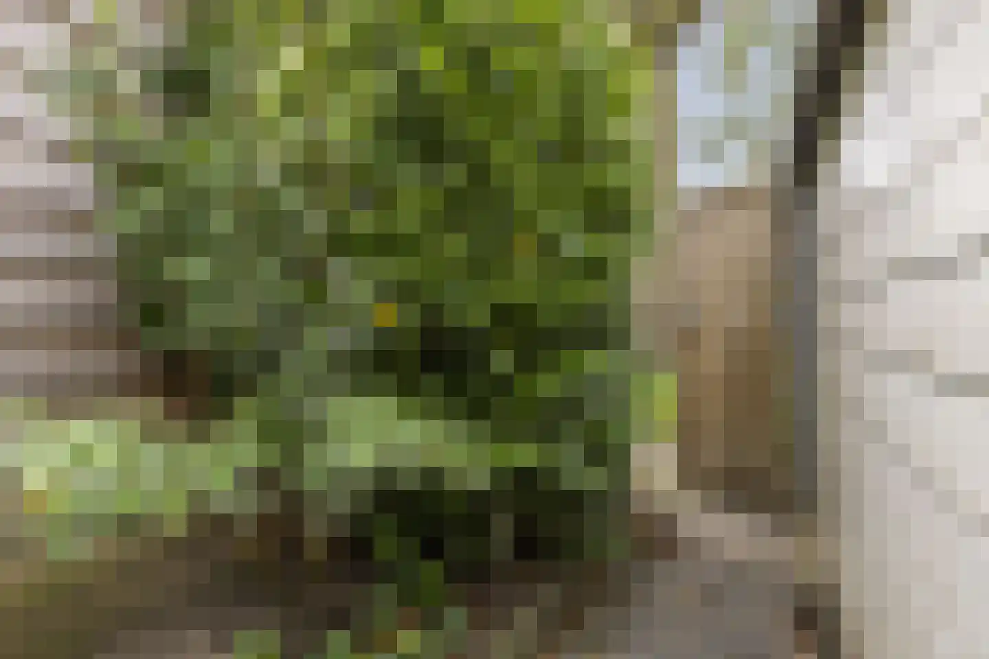 Wannedreef 39 Doetinchem thumbnail 26